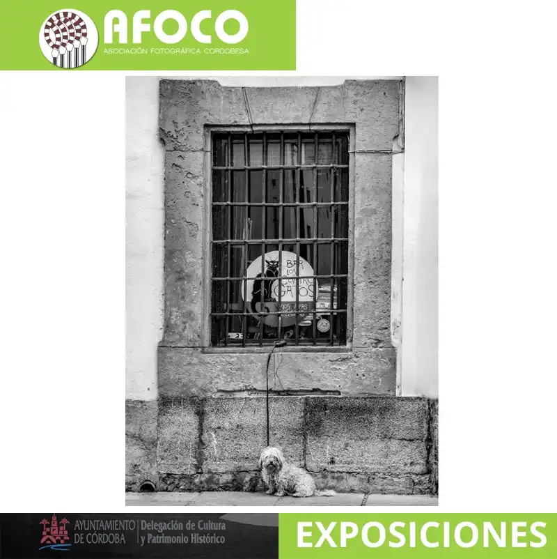 Javier Gracia 'CIUDAD SIN RUIDO'. AFOCO. Córdoba. Hasta el 2 Julio 2026