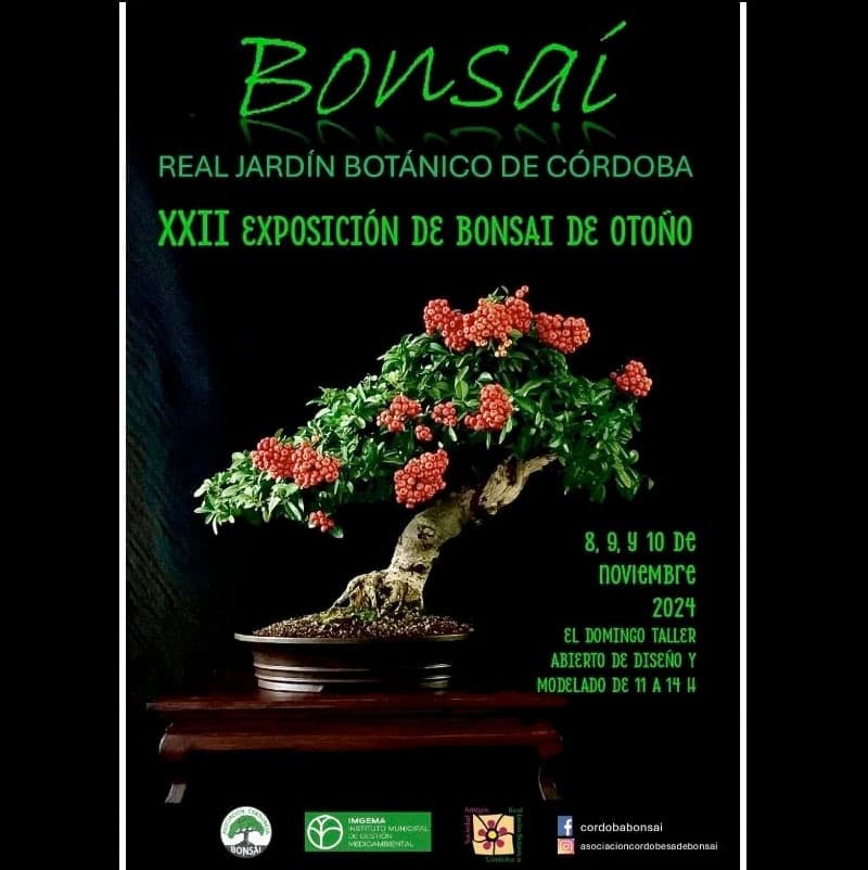 Exposición BONSÁI DE OTOÑO. Real Jardín Botánico de Córdoba. 8-9-10 Noviembre 2024